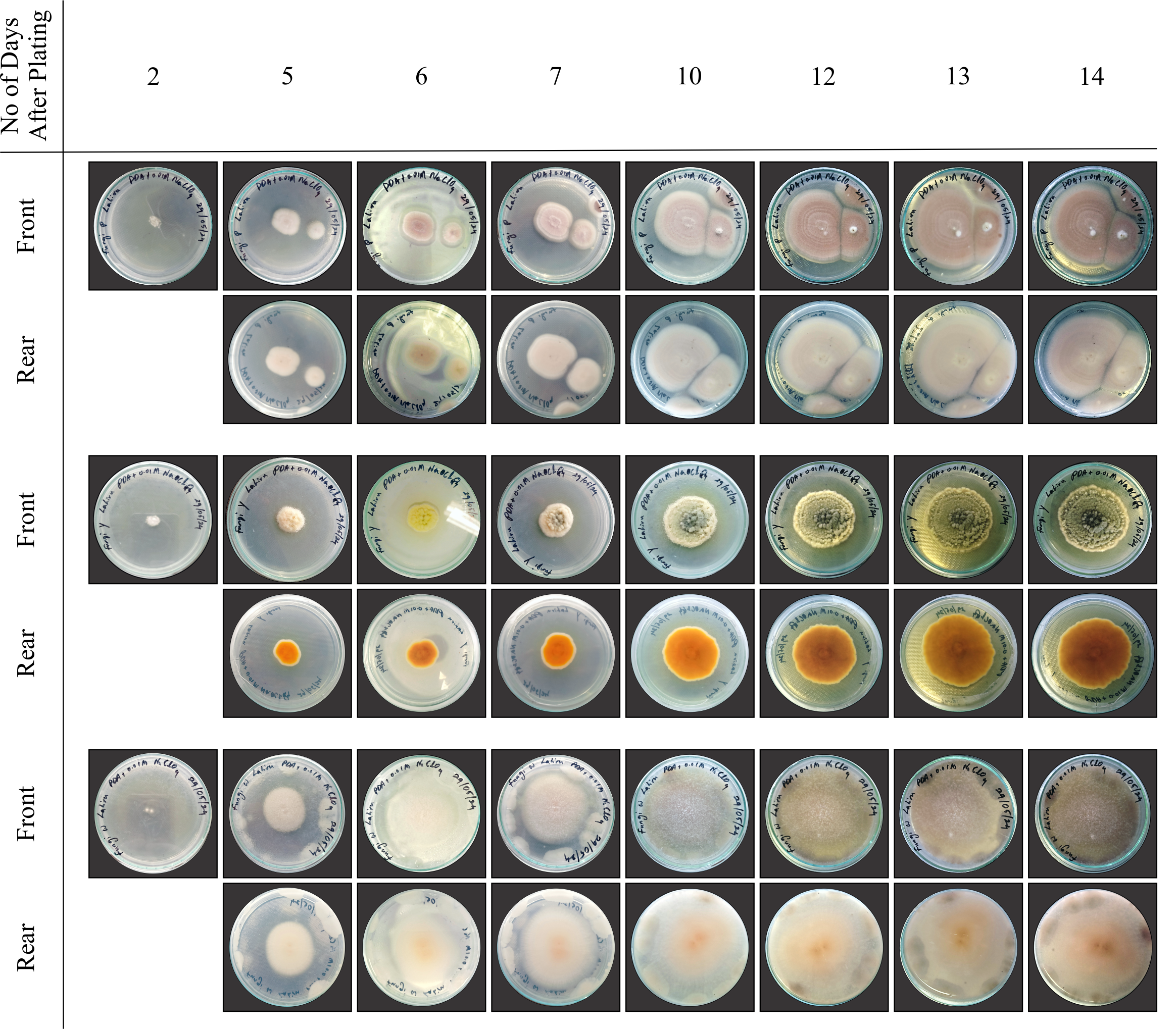 Isolation of Novel Perchlorate-Reducing Bacteria with 60.9% Efficiency for Martian Bioremediation